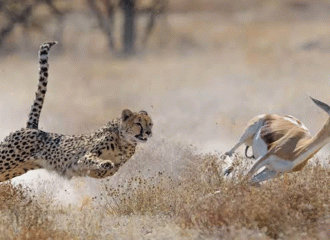Exclusive Serengeti Luxury Safari Packages with 4x4 Land Cruisers
