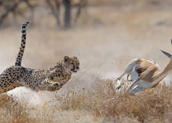 Exclusive Serengeti Luxury Safari Packages with 4x4 Land Cruisers