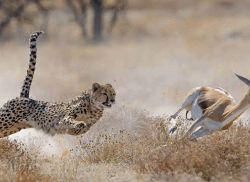 Exclusive Serengeti Luxury Safari Packages with 4x4 Land Cruisers