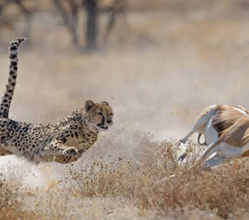 Exclusive Serengeti Luxury Safari Packages with 4x4 Land Cruisers