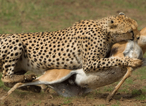 Custom Serengeti Safari Tours Tailored to Your Travel Style