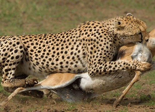Custom Serengeti Safari Tours Tailored to Your Travel Style