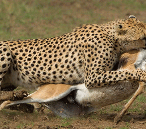 Custom Serengeti Safari Tours Tailored to Your Travel Style
