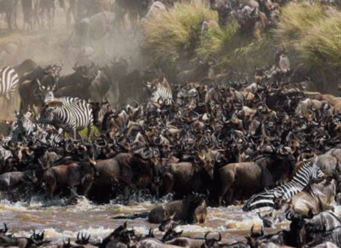 5 Day Serengeti Great Migration Safari