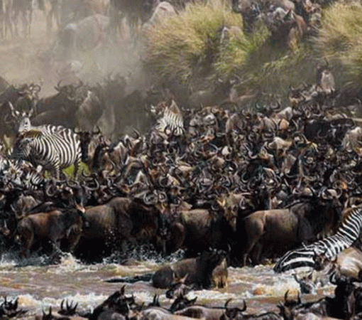 5 Day Serengeti Great Migration Safari