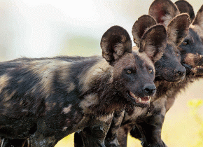 4 Days Tanzania Safari from Arusha