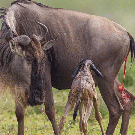 Is Ndutu Calving Season Safari Suitable for Families?