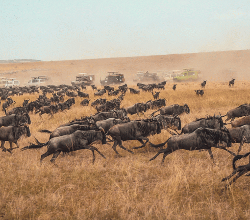 4 Days Serengeti Great Migration Safari