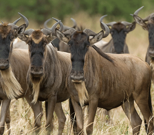 7-Day Luxury Ndutu Calving Season Safari
