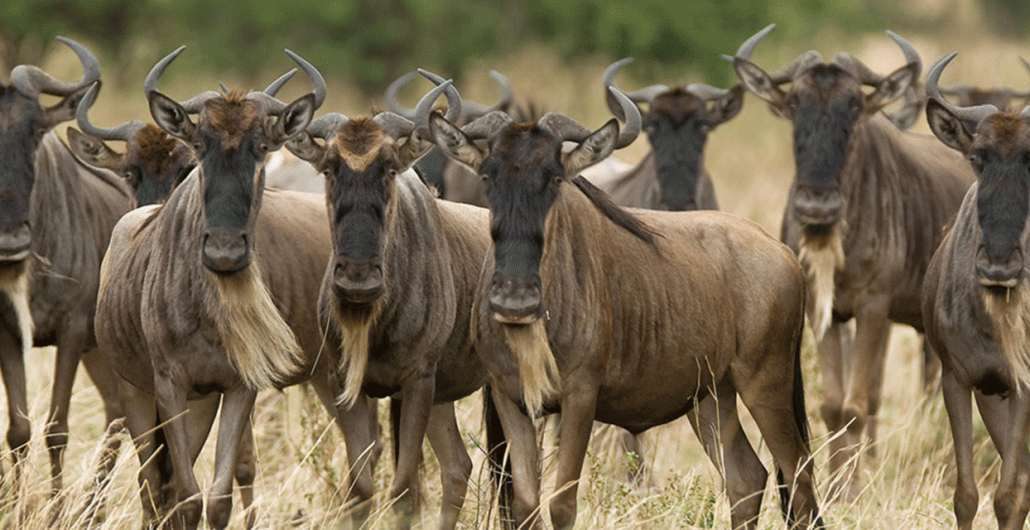 7-Day Luxury Ndutu Calving Season Safari