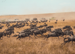 4 Days Serengeti Great Migration Safari