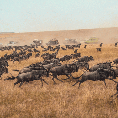 Private vs Shared Ndutu Calving Season Safari: Which Is Best for You?