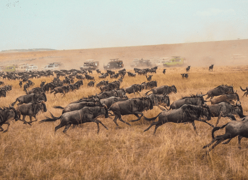 4 Days Serengeti Great Migration Safari