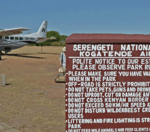 3 Days Serengeti Fly-in and Fly-Out Safari from Arusha