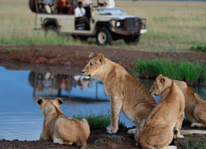 Serengeti National Park Safari Experience from Start to Finish