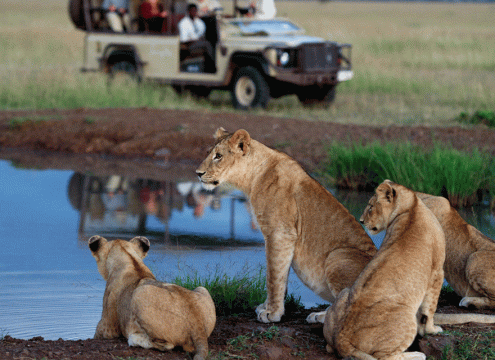 5 Days Big Cats Serengeti Safari