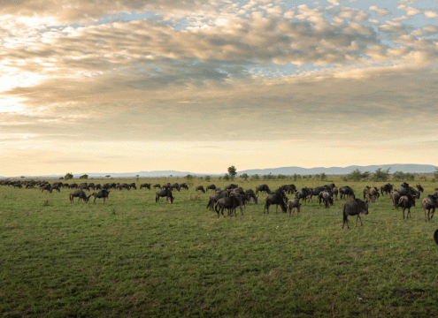 4 Days Serengeti Fly-In Experience