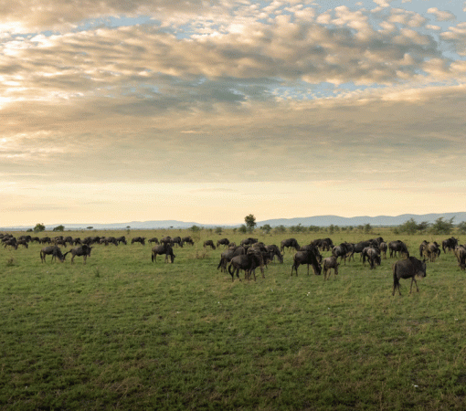 4 Days Serengeti Fly-In Experience