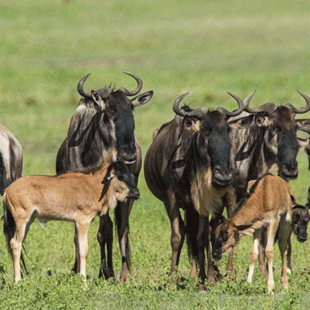 Ndutu Calving Season Safari: Best Time, Packages, Costs and How to Book