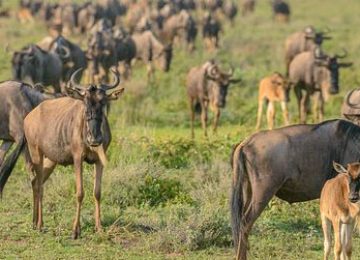 5 Days Calving Season Safari (Crater Finale)