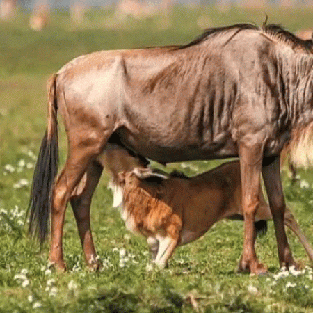 Where to Stay in Ndutu for the Calving Season Safari