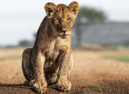 5 Days Best Serengeti Safari Package