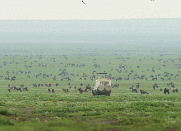Serengeti Calving Season Safari