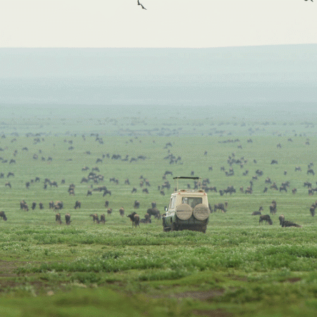 5 Days Serengeti Wildebeest Migration Safari