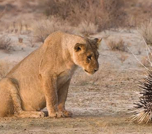 Serengeti safari packing List What you really need