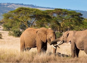 Mid-Range Serengeti Safari Tours with Best Value Accommodation