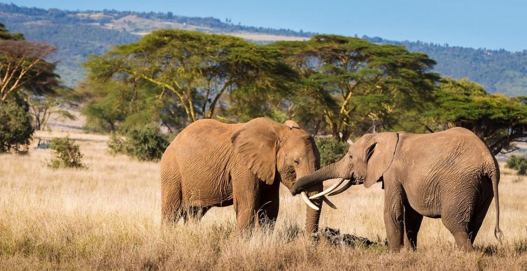 Mid-Range Serengeti Safari Tours with Best Value Accommodation