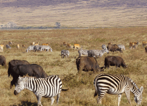 5 Days Tanzania Safari