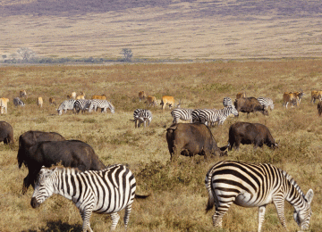 8-Day Northern Serengeti Migration Safari