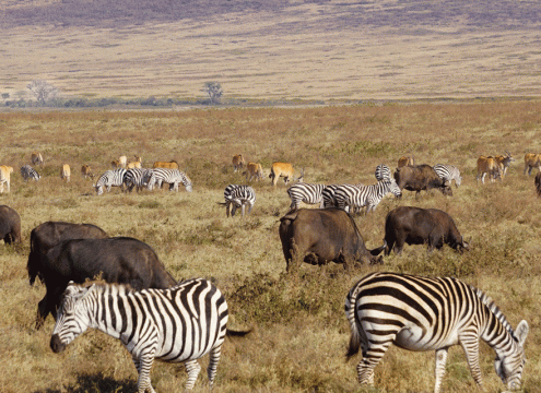 9 Days Serengeti Safari Adventure