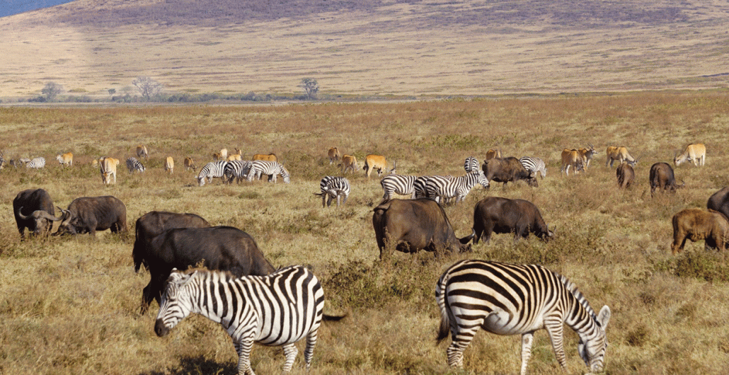 8 Days Luxury Serengeti Great Migration Safari