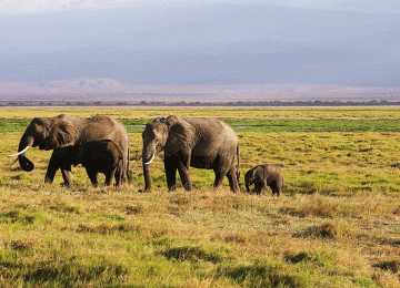 7 Days Northern Serengeti Migration Safari