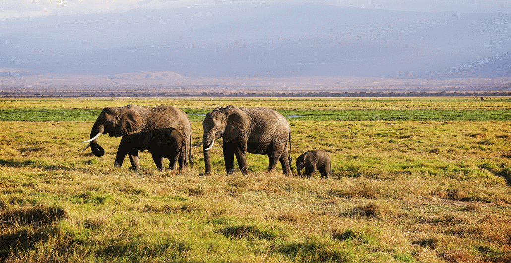 3 Days Serengeti Safari Adventure