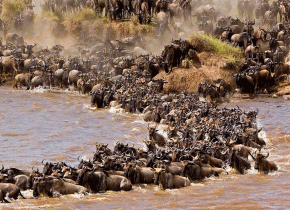 5-Day Serengeti Safari Tour Package with Migration Focus