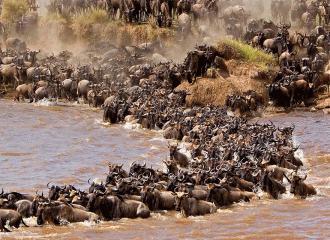 8-Day Northern Serengeti Migration Safari