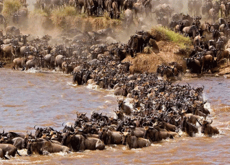 8-Day Northern Serengeti Migration Safari