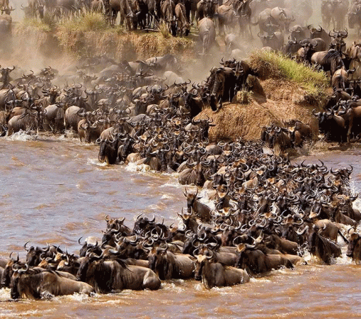 The Best Serengeti Great Migration Safari in Tanzania