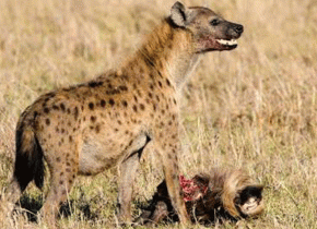Verified Serengeti Safari Operator with Local Licensed Guides
