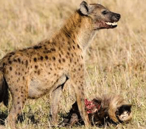 Verified Serengeti Safari Operator with Local Licensed Guides