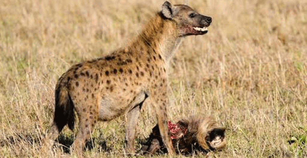 Verified Serengeti Safari Operator with Local Licensed Guides
