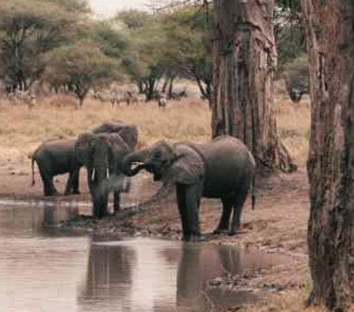 5 Days Tanzania Safari from Zanzibar