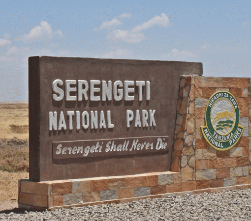 Why Serengeti Is the Best Choice for safaris