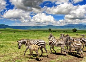 5 Days Serengeti Great Migration Safari