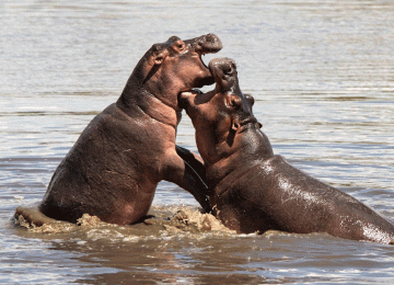 3 Days Serengeti Safari Adventure