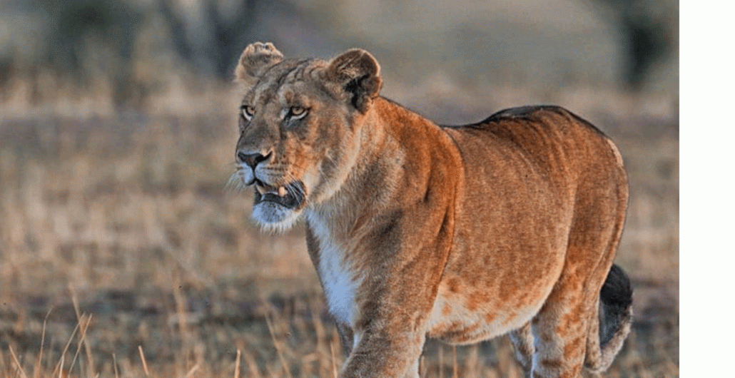 5 Days Big Cats Serengeti Safari