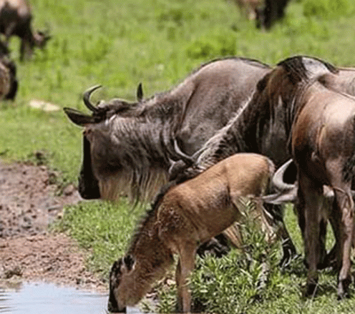 Small Group Serengeti Safari Adventures
